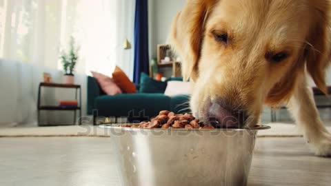 golden retriever eating dog food from metal bowl, concept of online shop delivery for pets