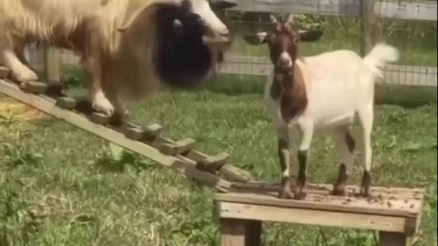 A goat scolds his child