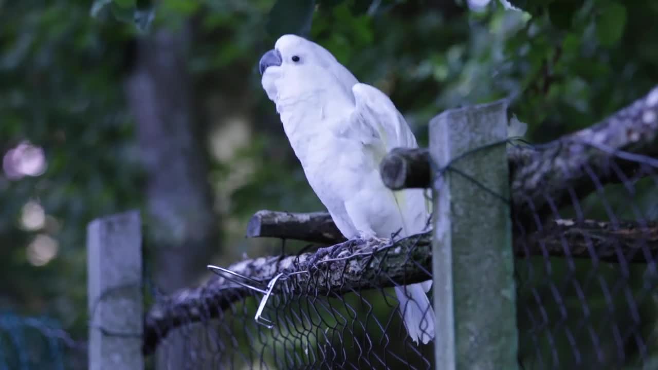 Waite Parrot callout dancing