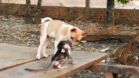 Puppy and Baby Monkey play time