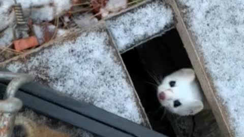 Weasel in northern maine