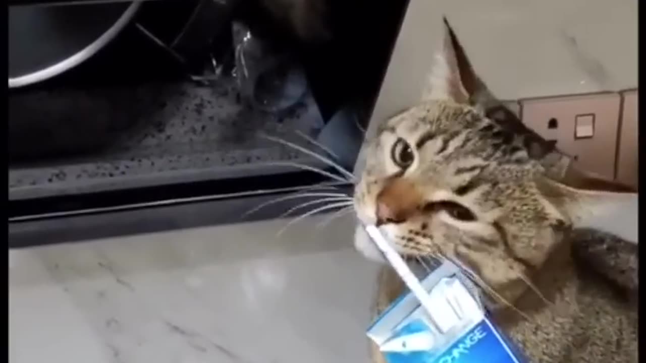 Funny With These Funny Cats