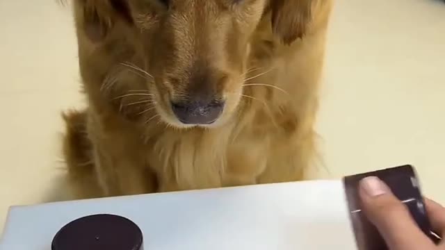 Funny dog reaction