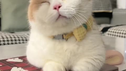 Funny cat