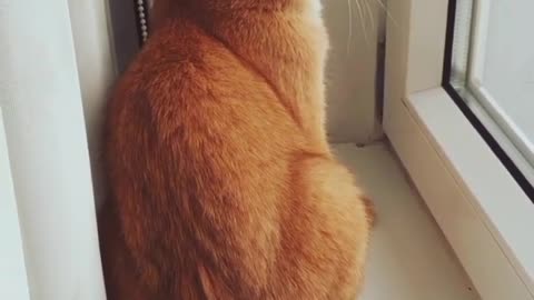 Funny Cat Video