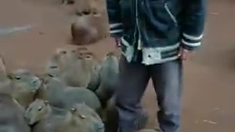 O primeiro amansador de capivaras aqui no Rio Grande do Sul.