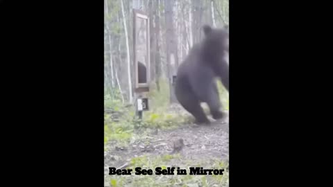 Bear see self in Mirror