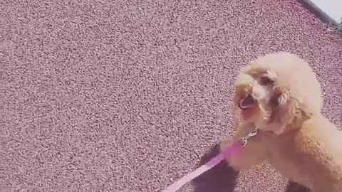 take a walk with a poodle