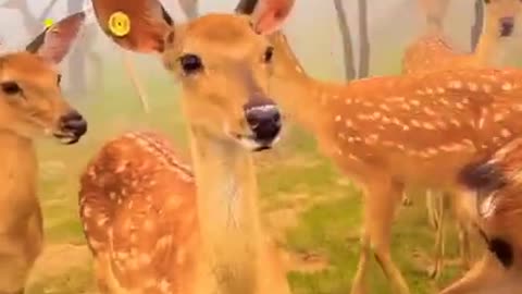 🦌Cute 🦌hiran 🦌