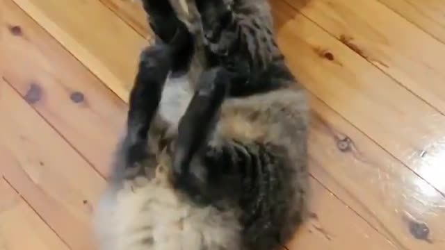 Funniest Fat Cat..... Funny Angry Cats 🤣 Watch Until The End... |Animal's Empire compilation