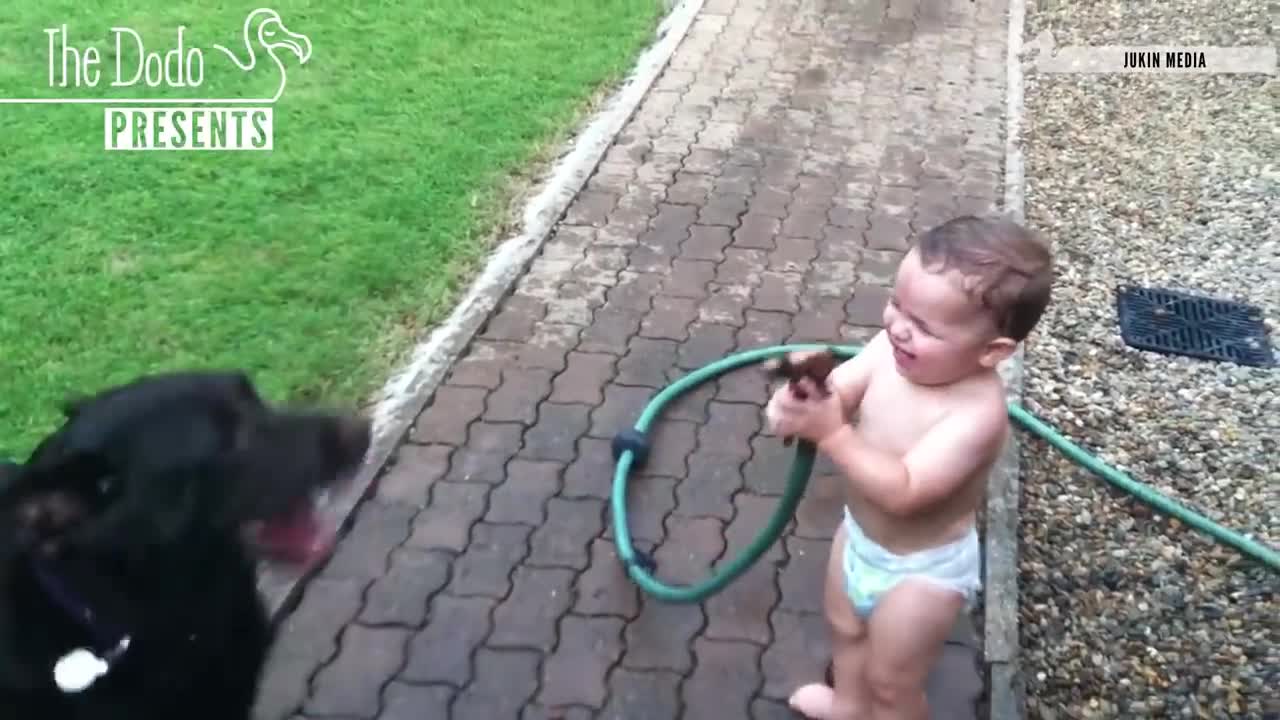 Babies Laughing At Pets | The Dodo