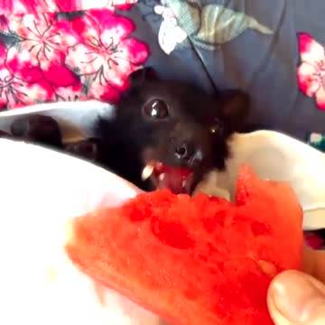 A Bat enjoying the sweetness of the watermelon