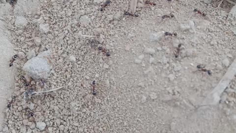 Ants Live moving