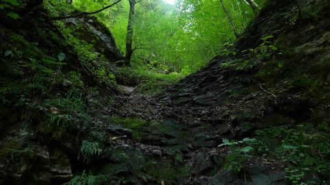 ROCK FOREST