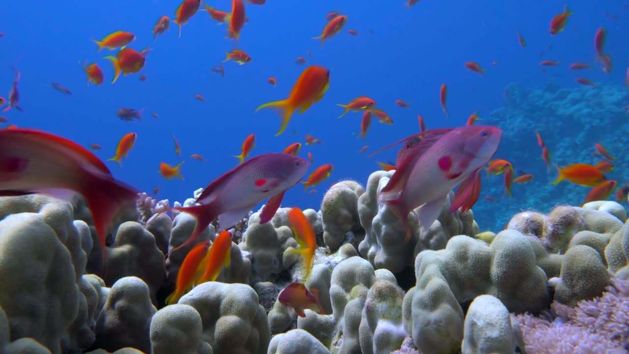 Relaxing Reef With Music & Ocean Sounds