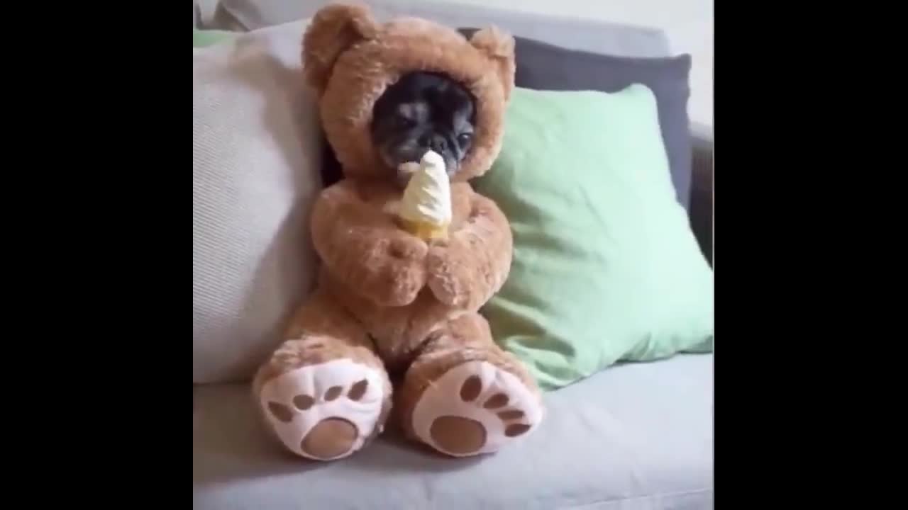 cute little puppy eating ice cream - soooo cute!