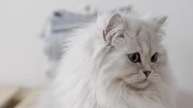 Cute Cat, Funny Cat Video, Compilation