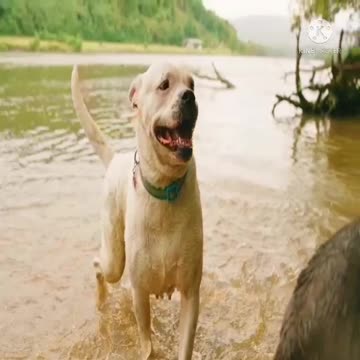 Dog and dog fight video