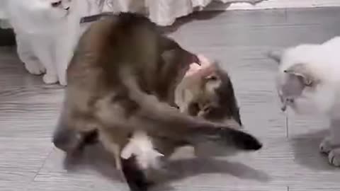 Cat is so...confused with the toy. Funny Videos 2021.