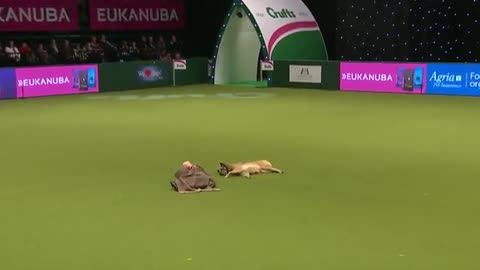 Amazing Dog Performs CPR, Squats and Press Ups in Heelwork To Music Routine | Crufts