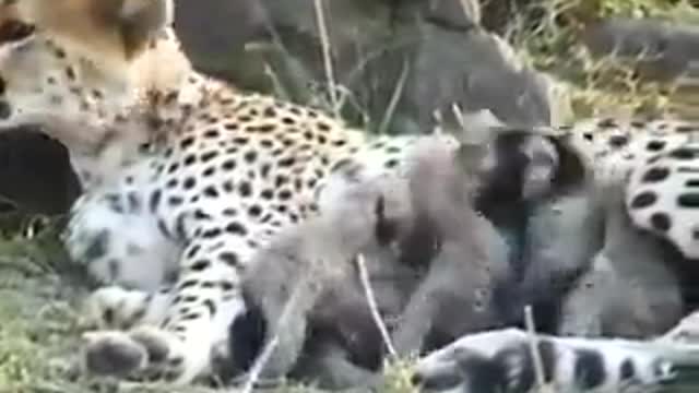 Lovely Family Love: baby animal play with their mother