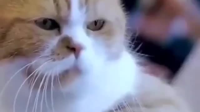 Funny and Cute Cat Videos #283