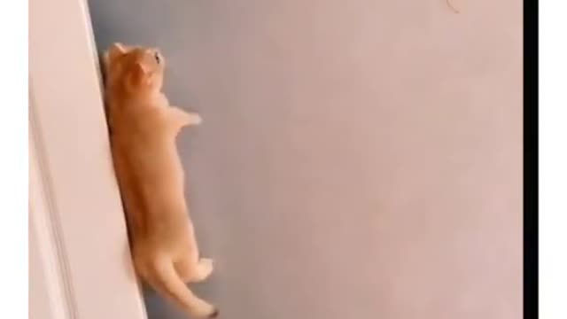 Funny Cats compilation | Cute Cats Playing | Funny Videos 2021 | Videos for Cat Lovers