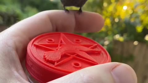 Humming bird