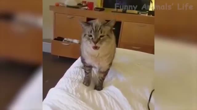 🤣 Funniest Cute 😻Cats And 🐶 Dogs - Try Not To Laugh - Funny Pet Animals' Life 😇