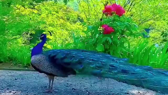 Peacock will bring good luck to people