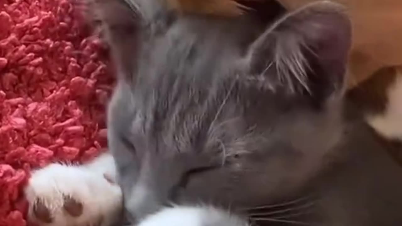 Adorable Cat Covers Dog's Ears While Sleeping! Heartwarming Animal Friendship