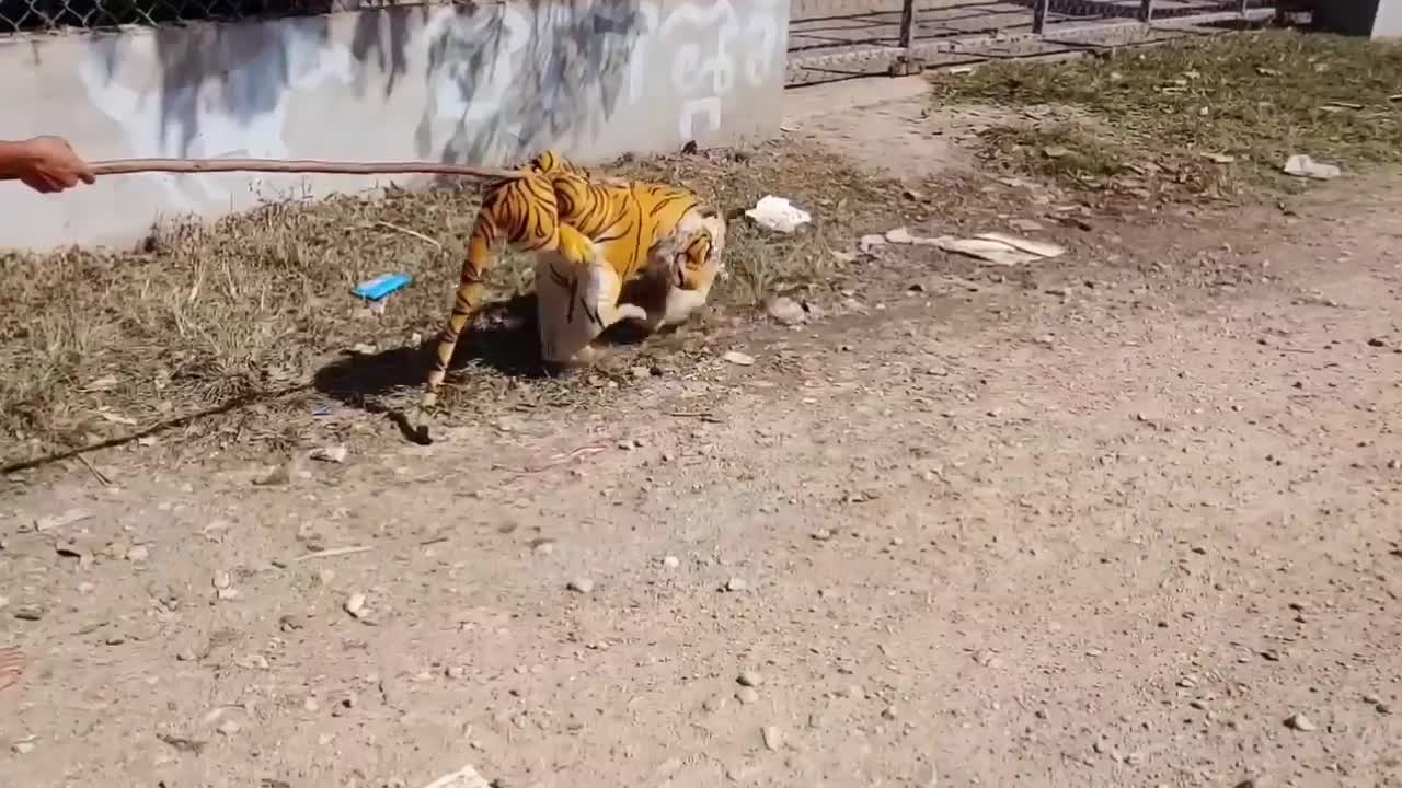 Tiger Prank Against Dogs Funny Video