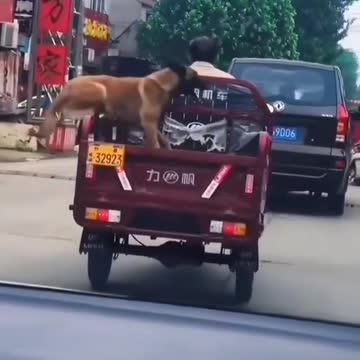 SEM MEDO CÃO CORAGEM