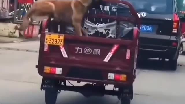 SEM MEDO CÃO CORAGEM