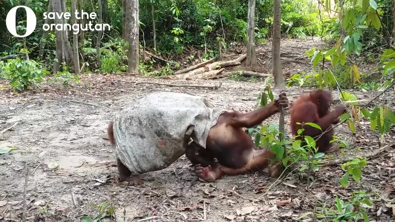 Hilarious orangutan does everything to get his friends attention