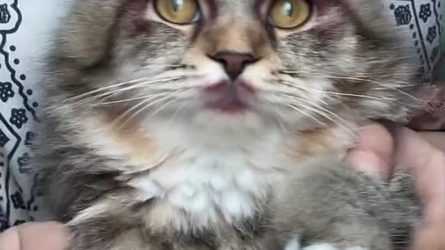 funny cats are scared of cucumbers