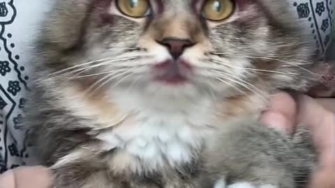 funny cats are scared of cucumbers