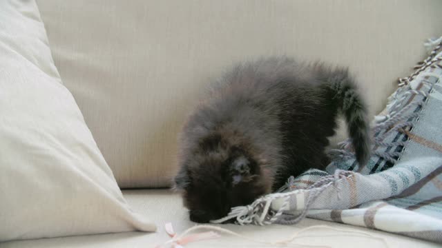 Kitten having fun while tearing fabric