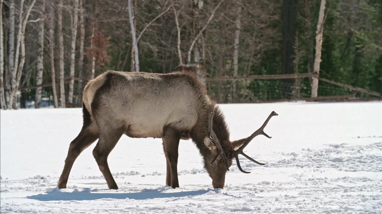 Animal sounds - around the world - symphonym of animal sounds - 4k beautiful animals