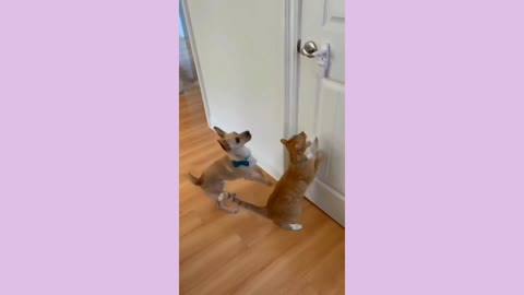 Funny animal door open