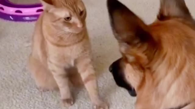 Funny Dog & Cat Video