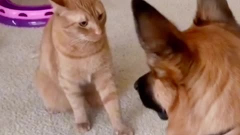 Funny Dog & Cat Video