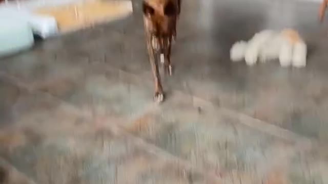 dog playing ball