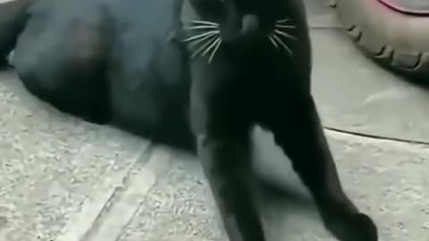 Funny Cats