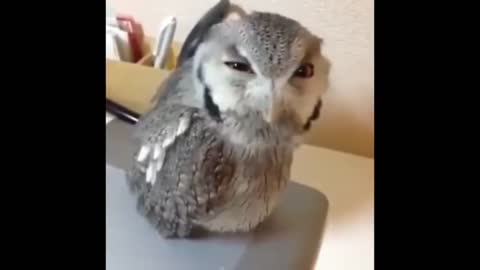 Annoyed Owl