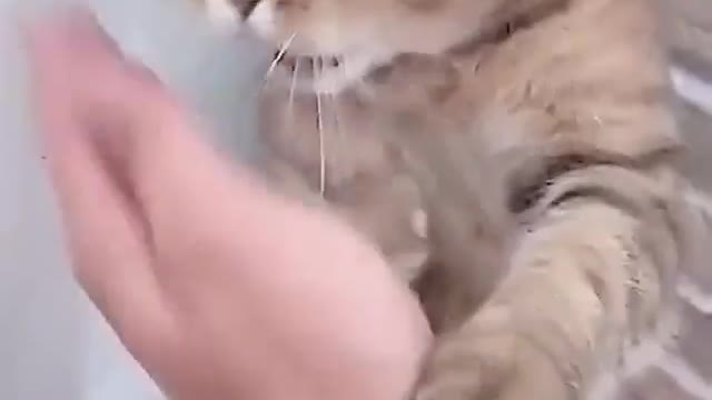 cat funny karate - check description