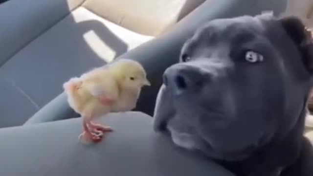 Cute Animals That Will Brighten Your Day!