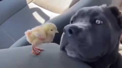 Cute Animals That Will Brighten Your Day!