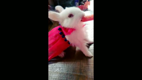 Rabbit Funny Video