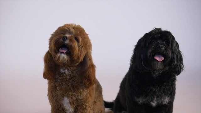 Cute dogs